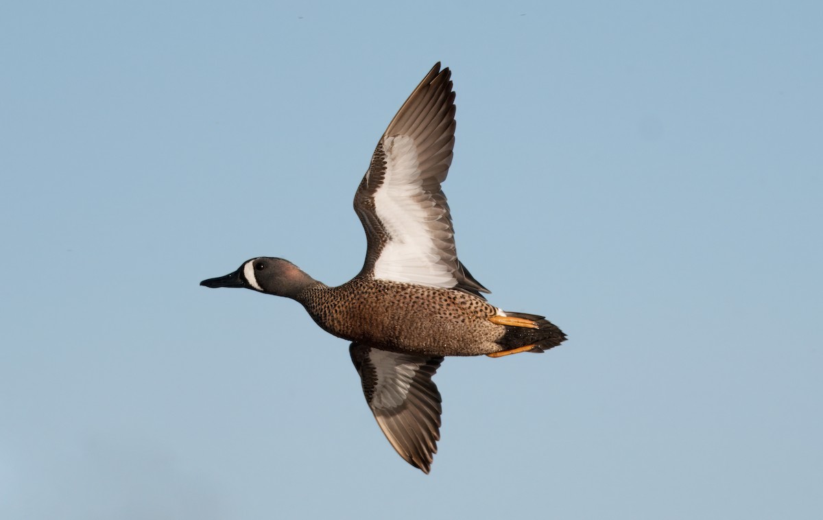 Blue-winged Teal - ML617728080