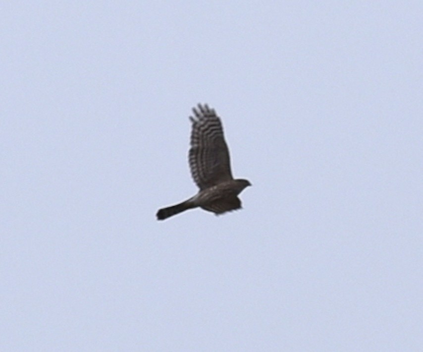 Sharp-shinned Hawk - ML617728083