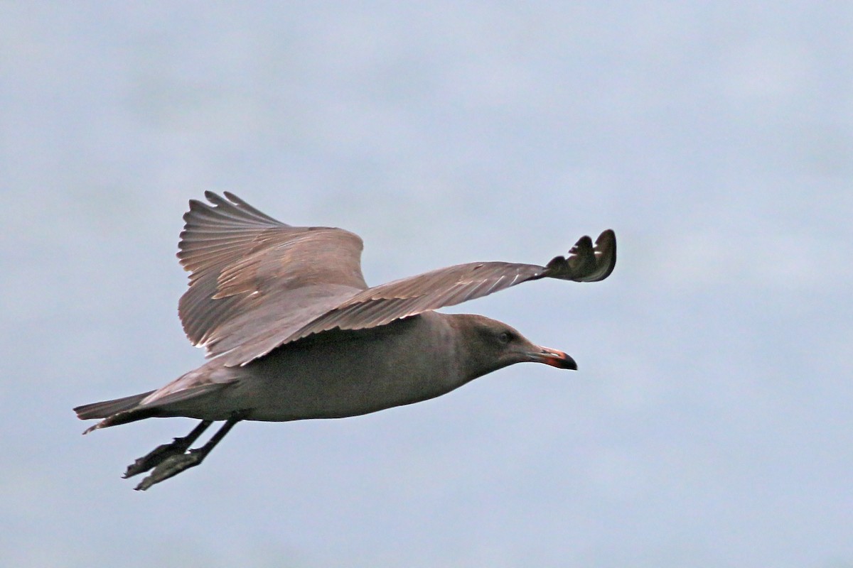 Heermann's Gull - ML617728097