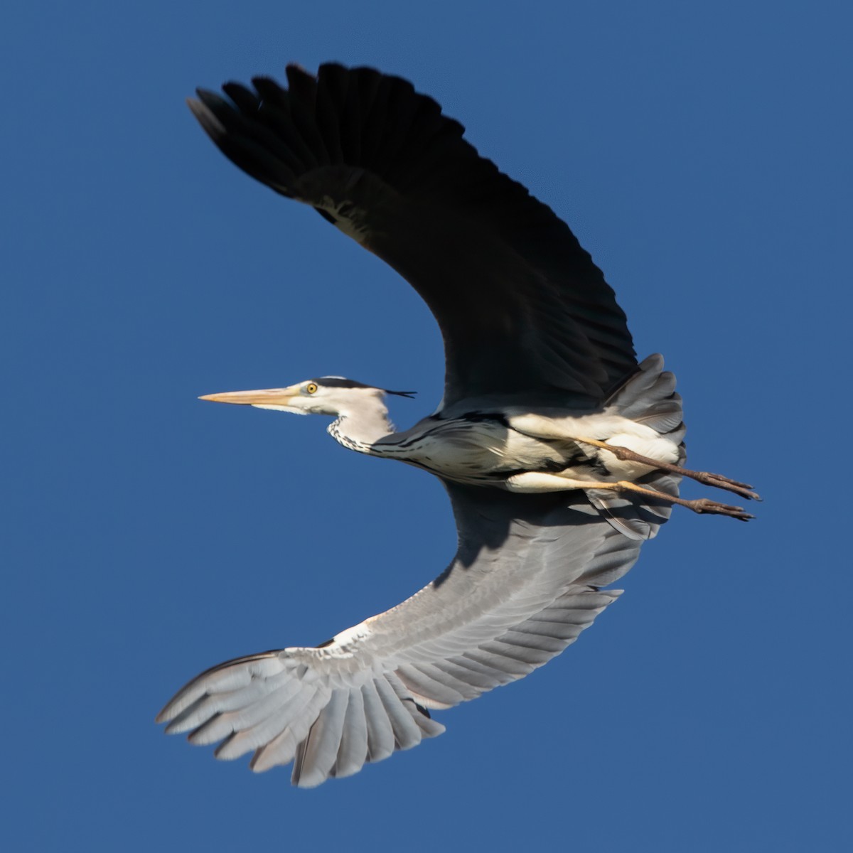 Gray Heron - Miguel Rodríguez Esteban