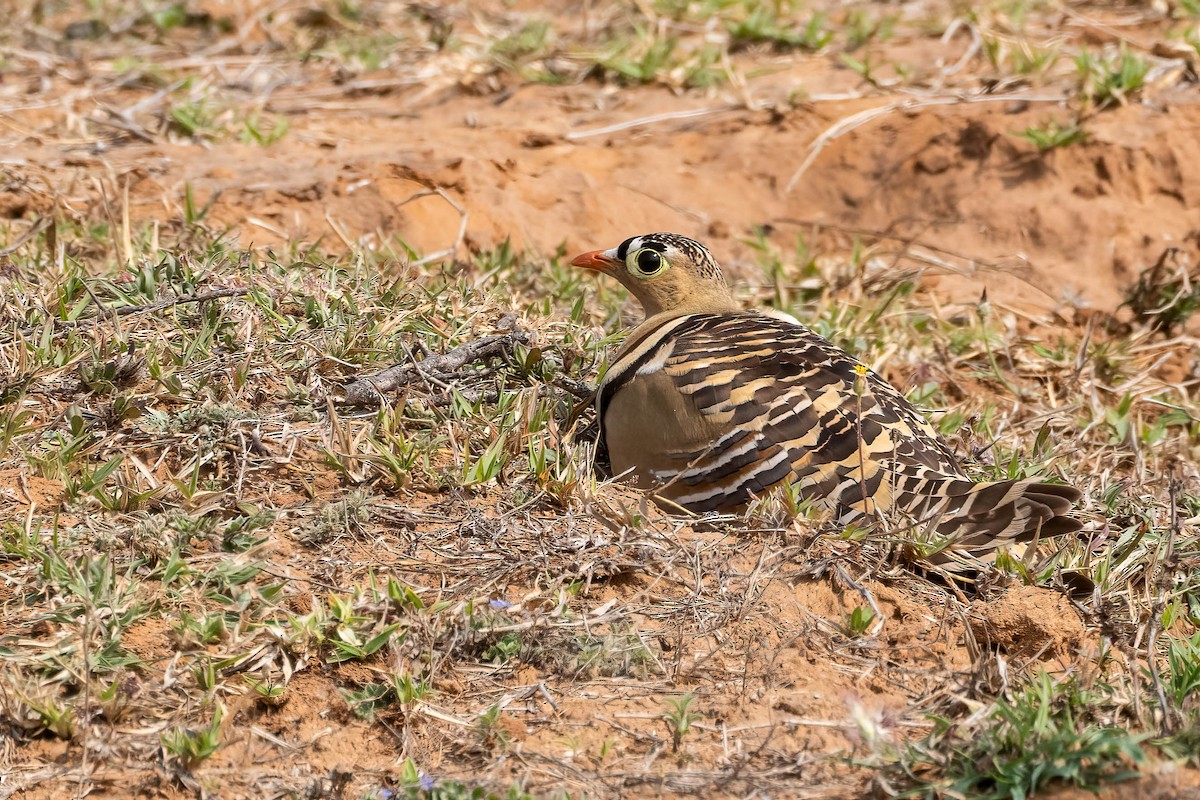 Painted Sandgrouse - ML617728121