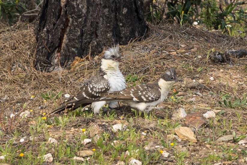 Great Spotted Cuckoo - ML617728174