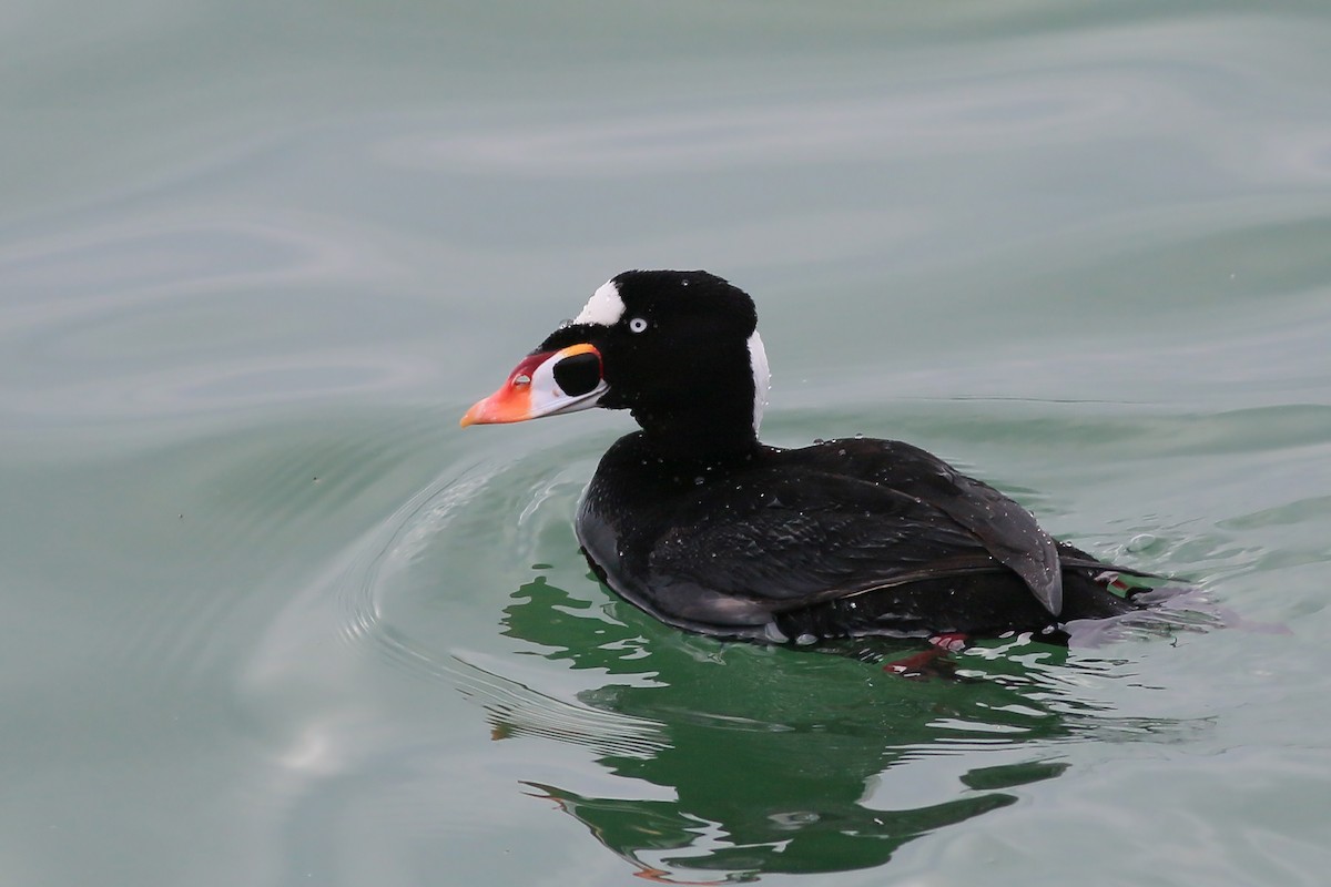 Surf Scoter - ML617728180