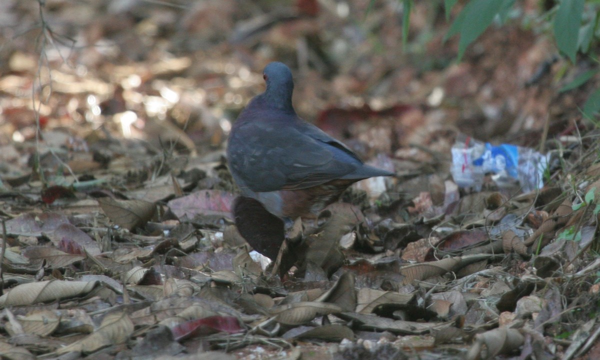 White-fronted Quail-Dove - Chris Wood