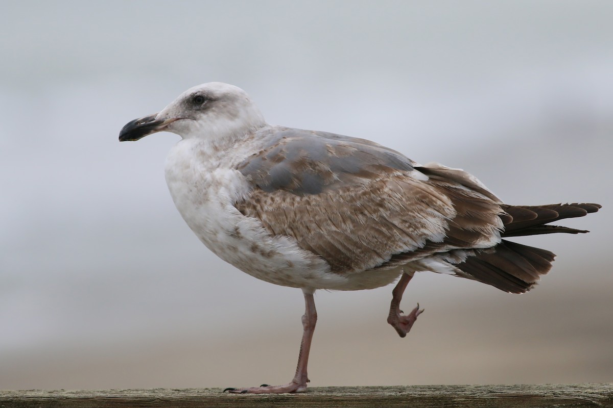 Western Gull - Jan Andersson