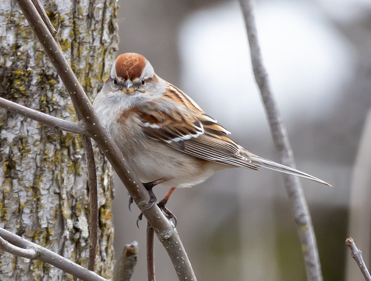 American Tree Sparrow - ML617728262