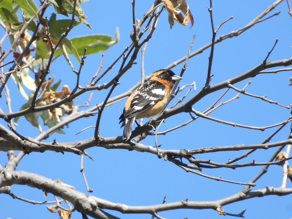 Black-headed Grosbeak - ML617728368