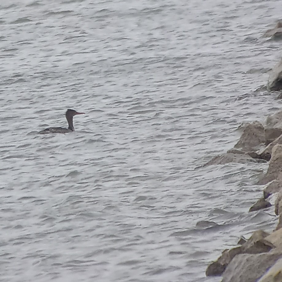 Red-breasted Merganser - ML617728381