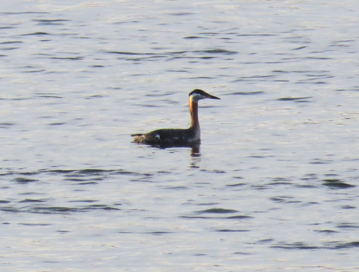 Red-necked Grebe - ML617728389