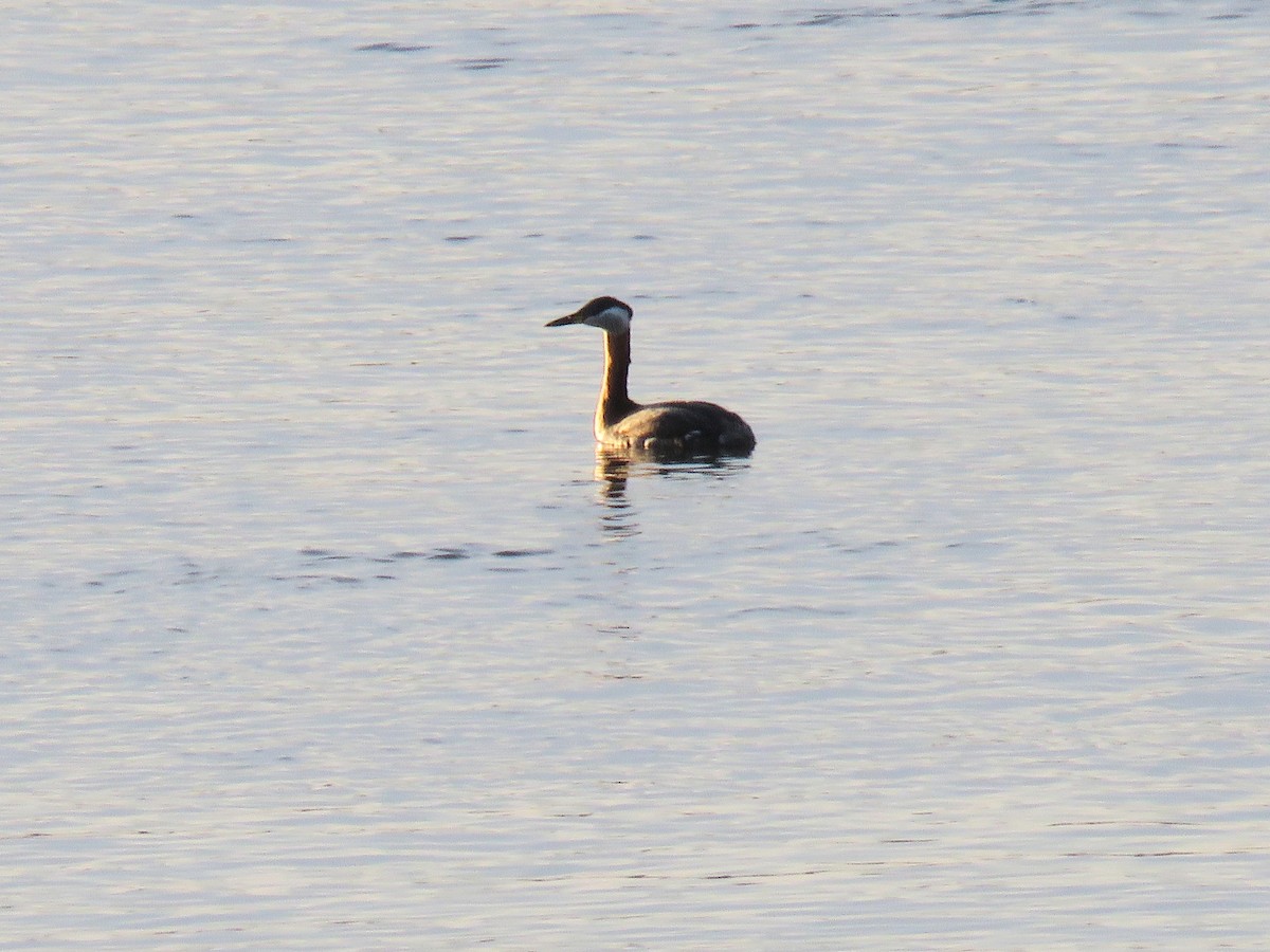 Red-necked Grebe - ML617728390