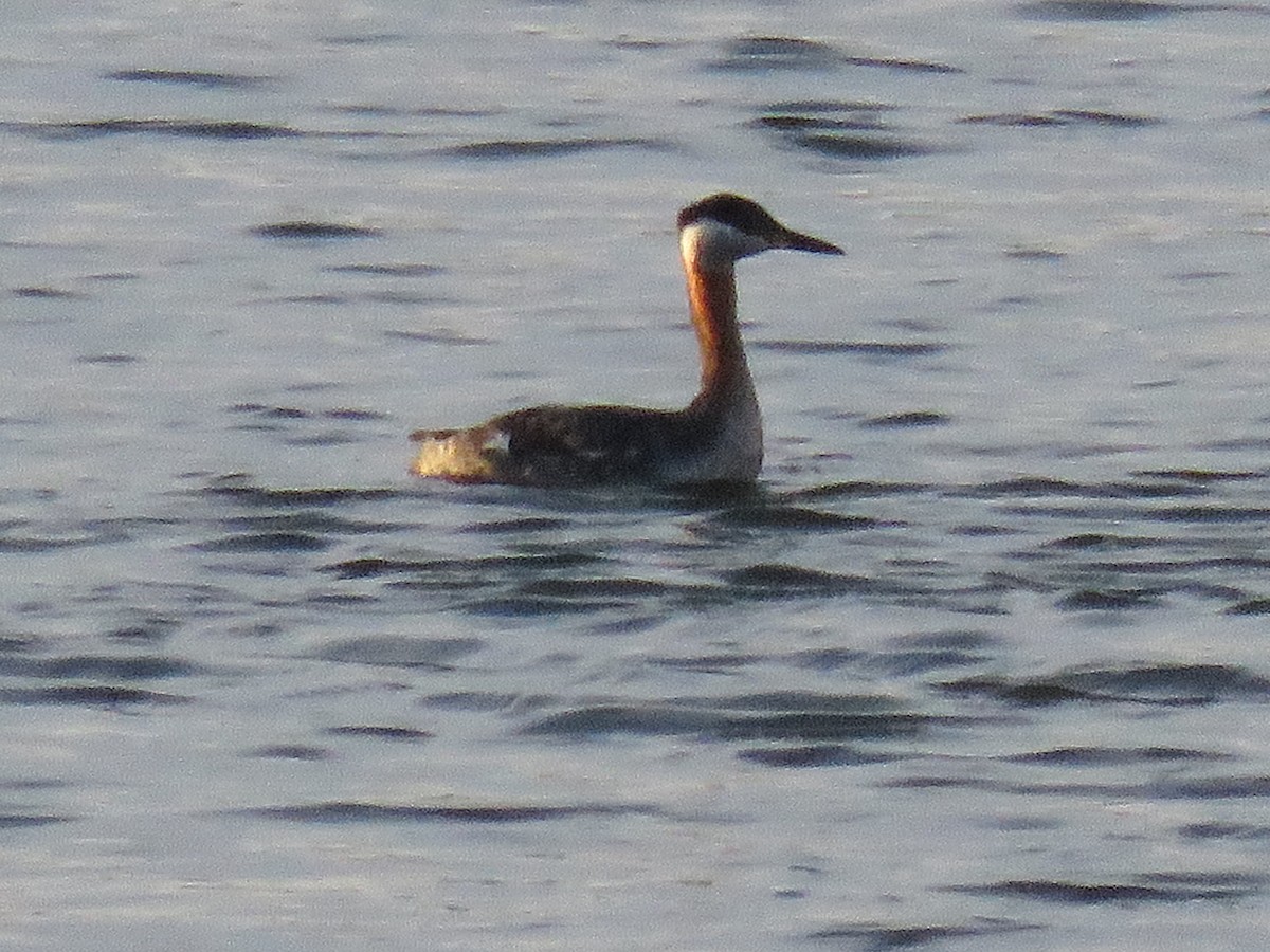 Red-necked Grebe - ML617728394