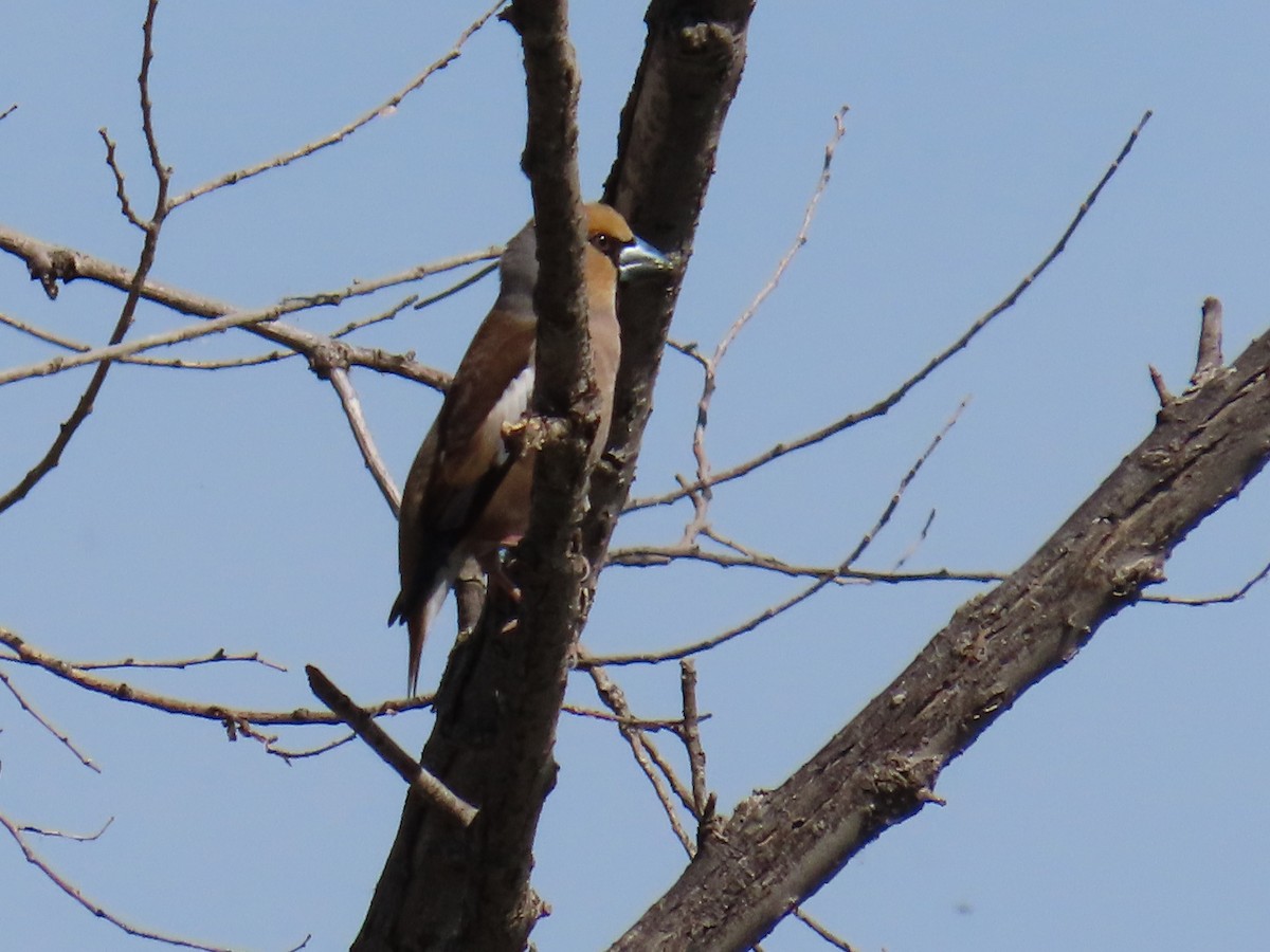 Hawfinch - Joaquín Mayo García