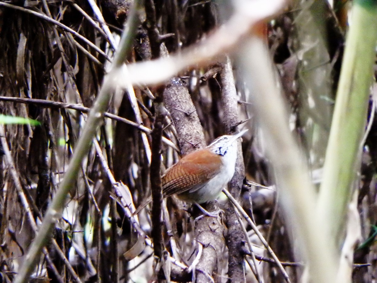 Rufous-and-white Wren - Edouard Paiva