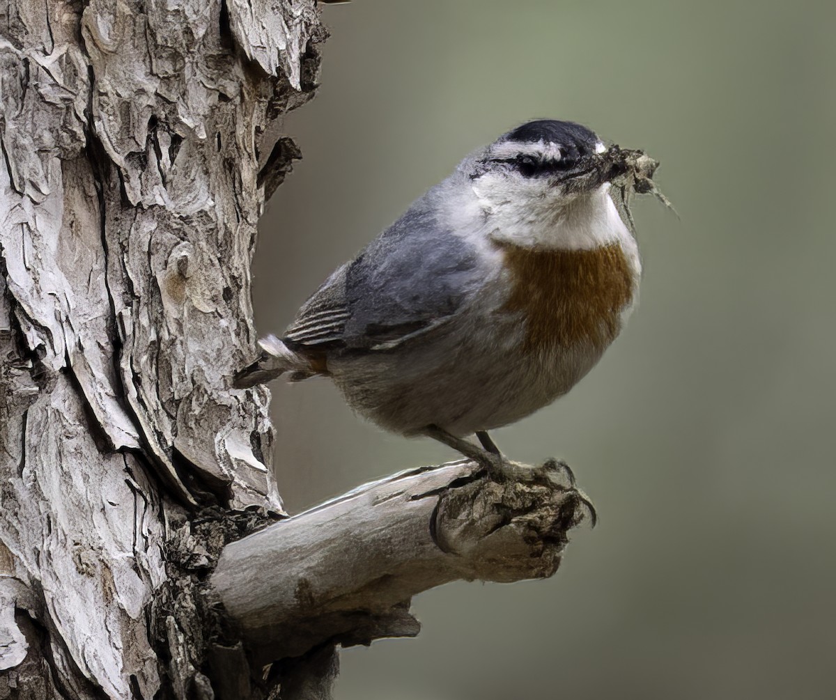 Krüper's Nuthatch - ML617728446