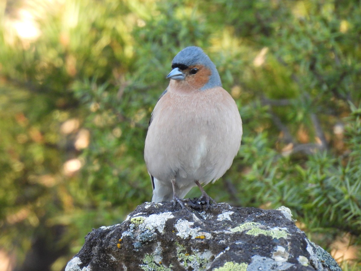 Common Chaffinch - Miguel Ángel  Pardo Baeza