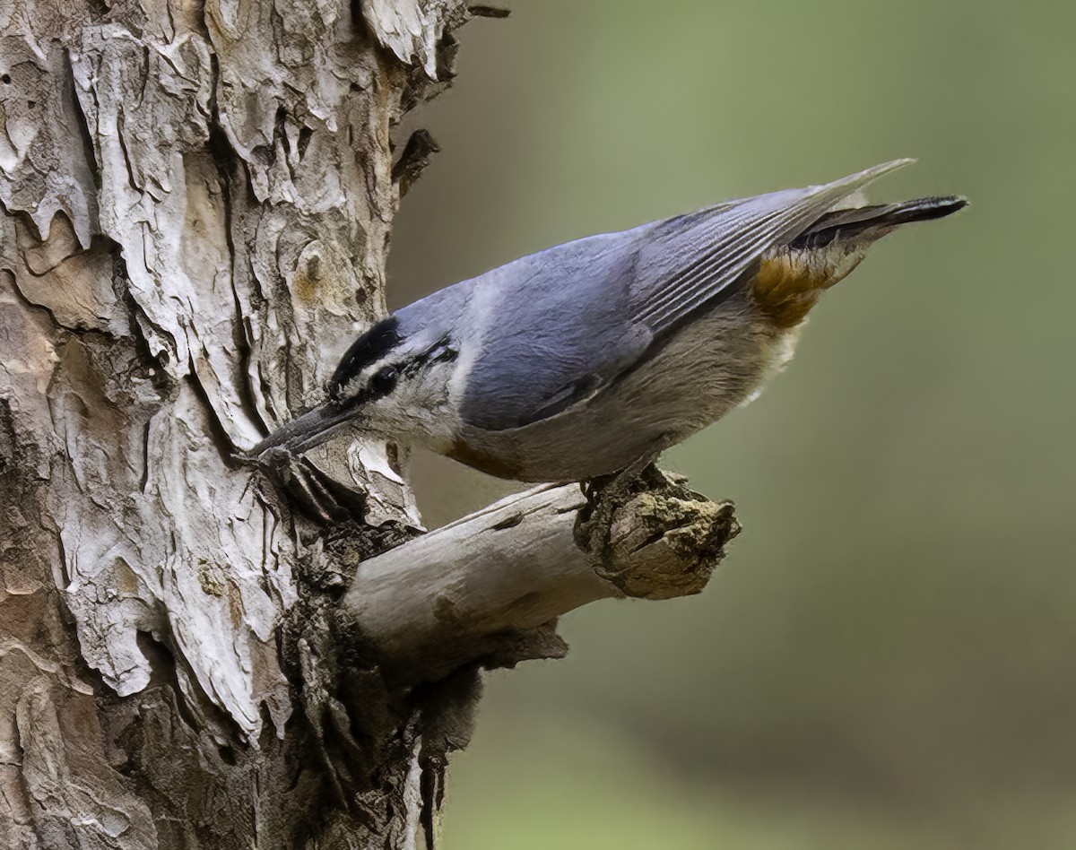 Krüper's Nuthatch - ML617728459