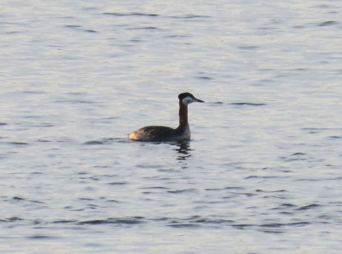 Red-necked Grebe - ML617728467