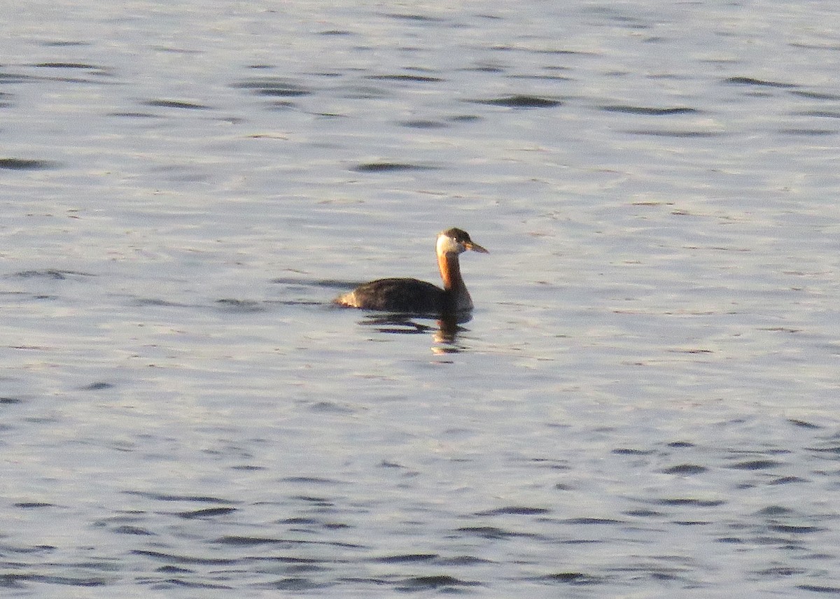 Red-necked Grebe - ML617728482