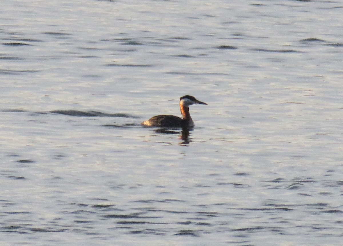 Red-necked Grebe - ML617728483
