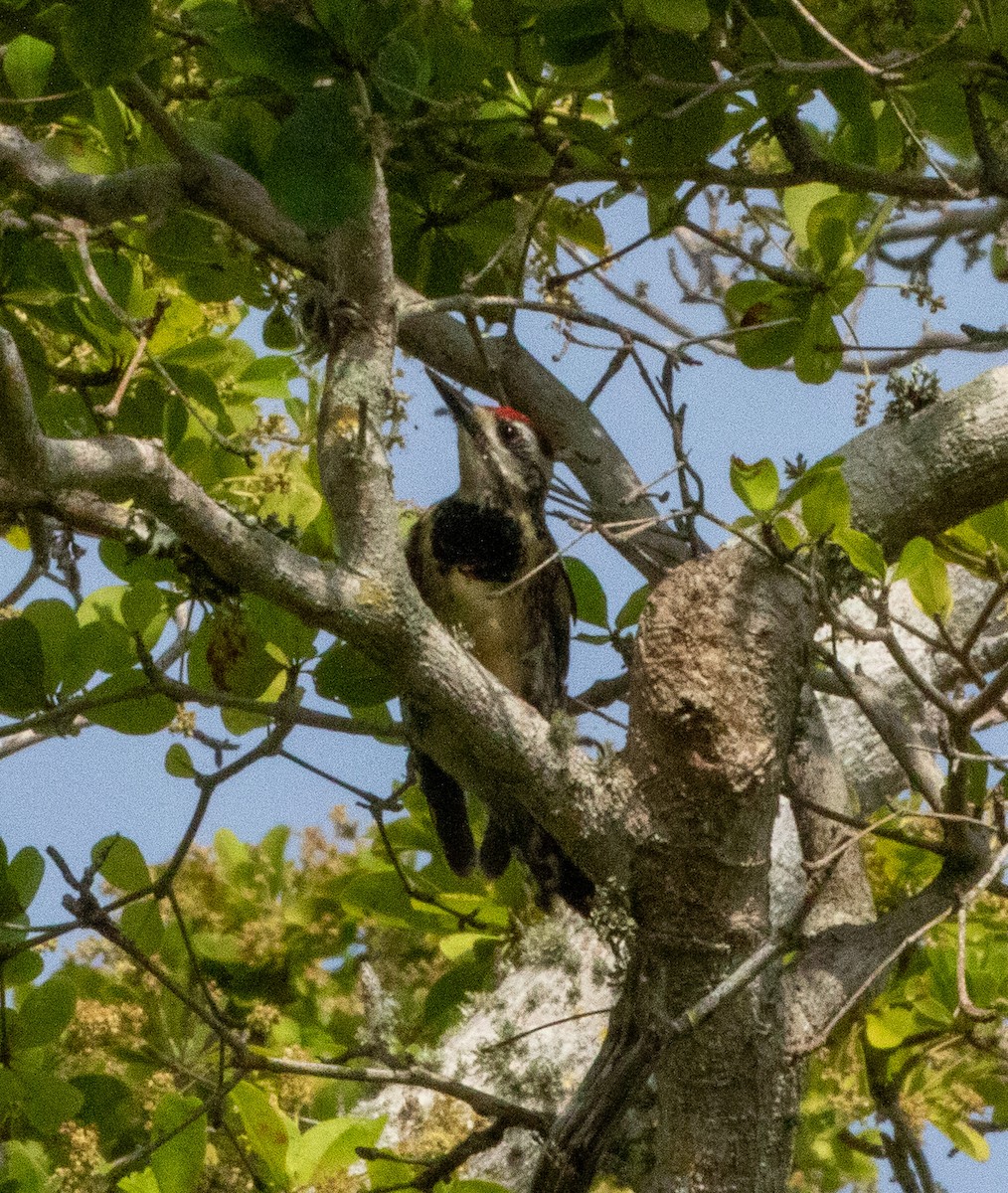 Yellow-bellied Sapsucker - ML617728498