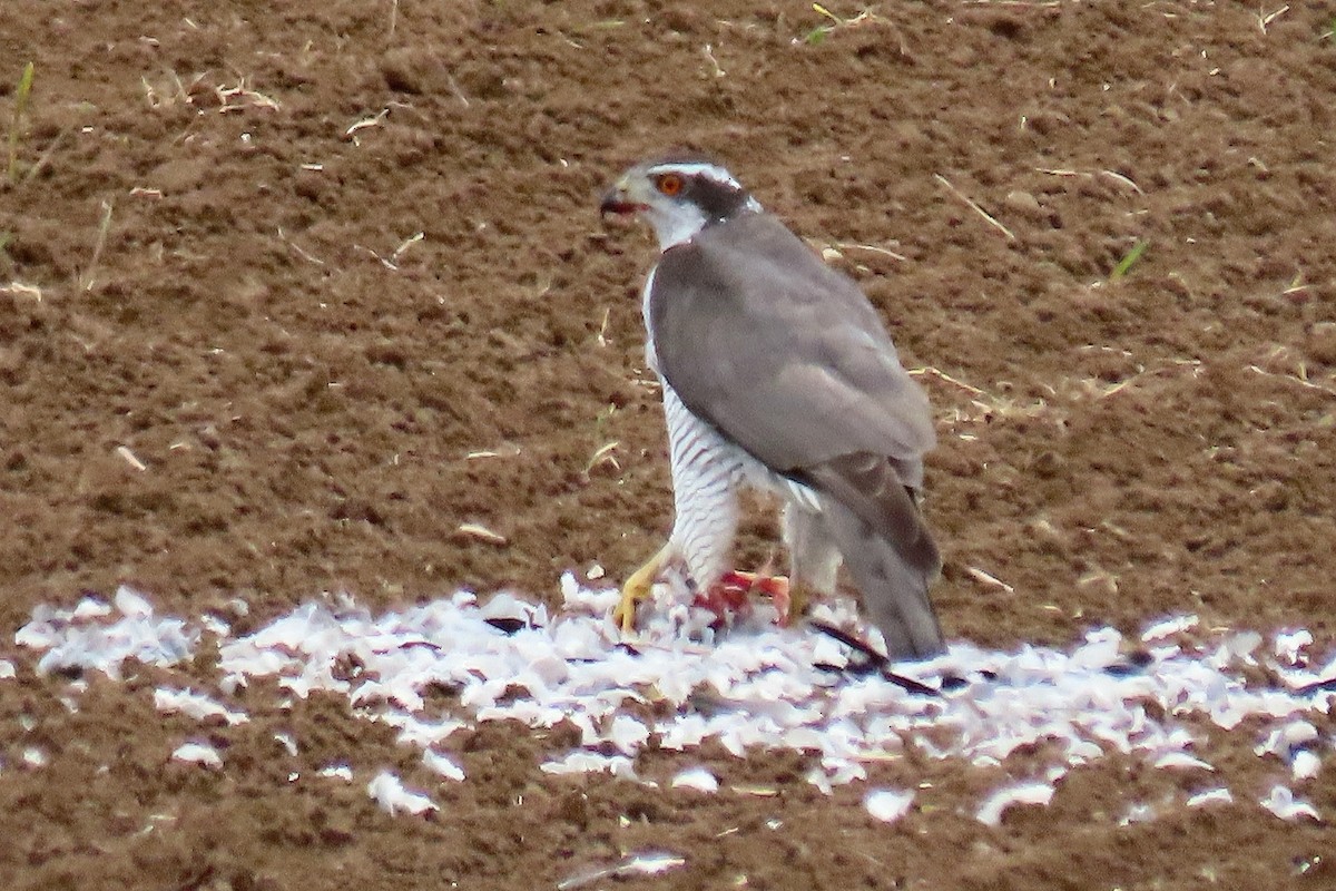 Eurasian Goshawk - ML617728504