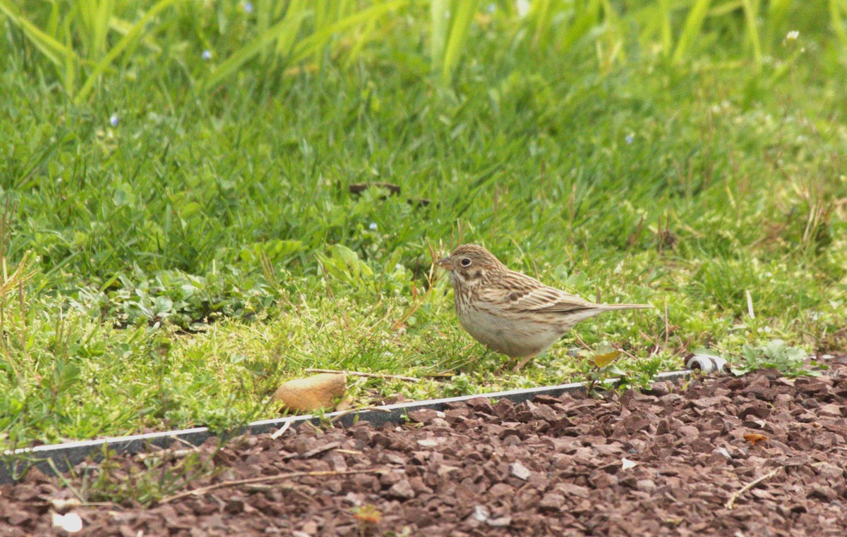 Vesper Sparrow - Christopher Takacs