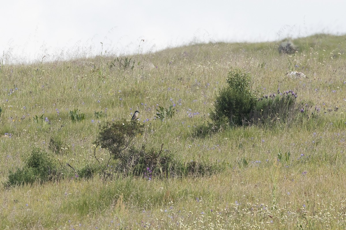 Iberian Gray Shrike - Stephen Wittkamp