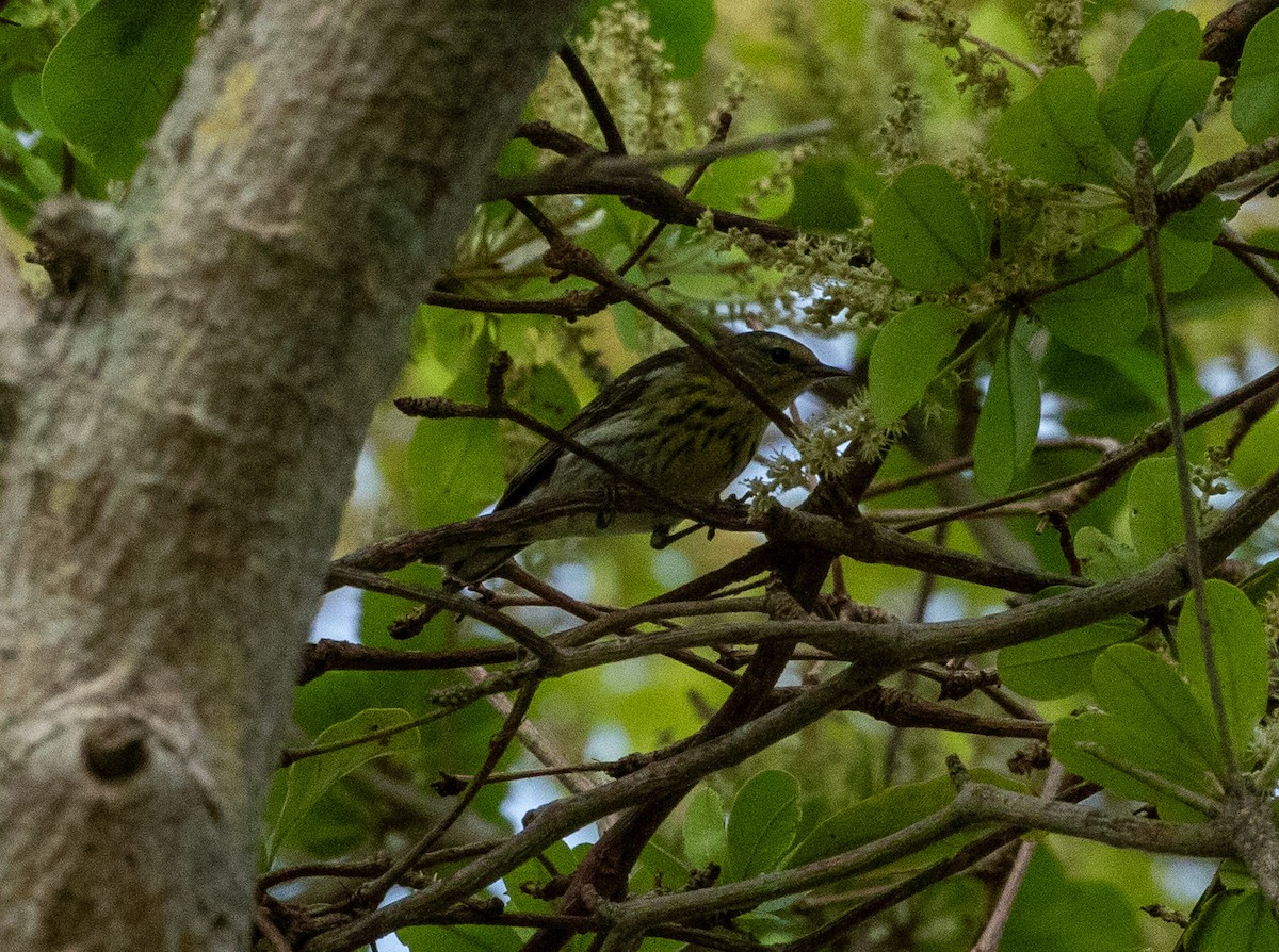 Cape May Warbler - ML617728582