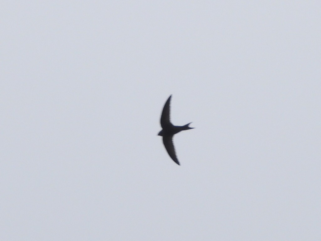 Common Swift - ML617728589