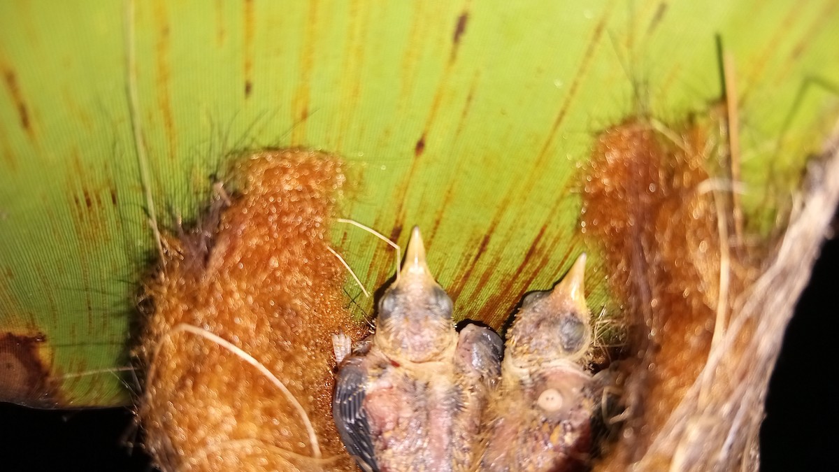 Белобородый колибри-отшельник - ML617728605