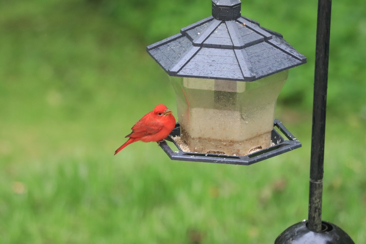 Summer Tanager - ML617728621