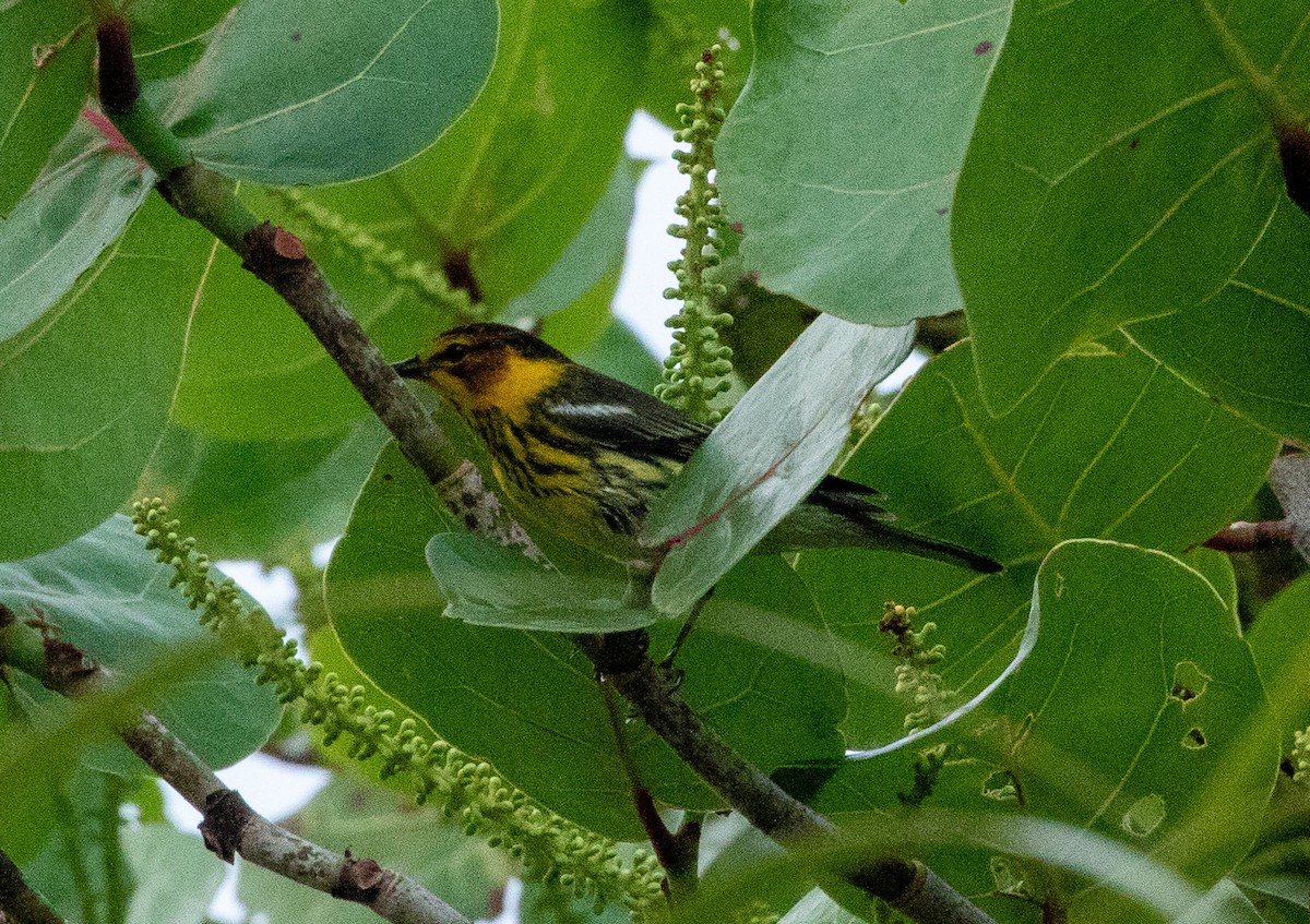 Cape May Warbler - ML617728635