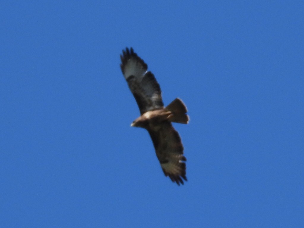 Common Buzzard - ML617728642