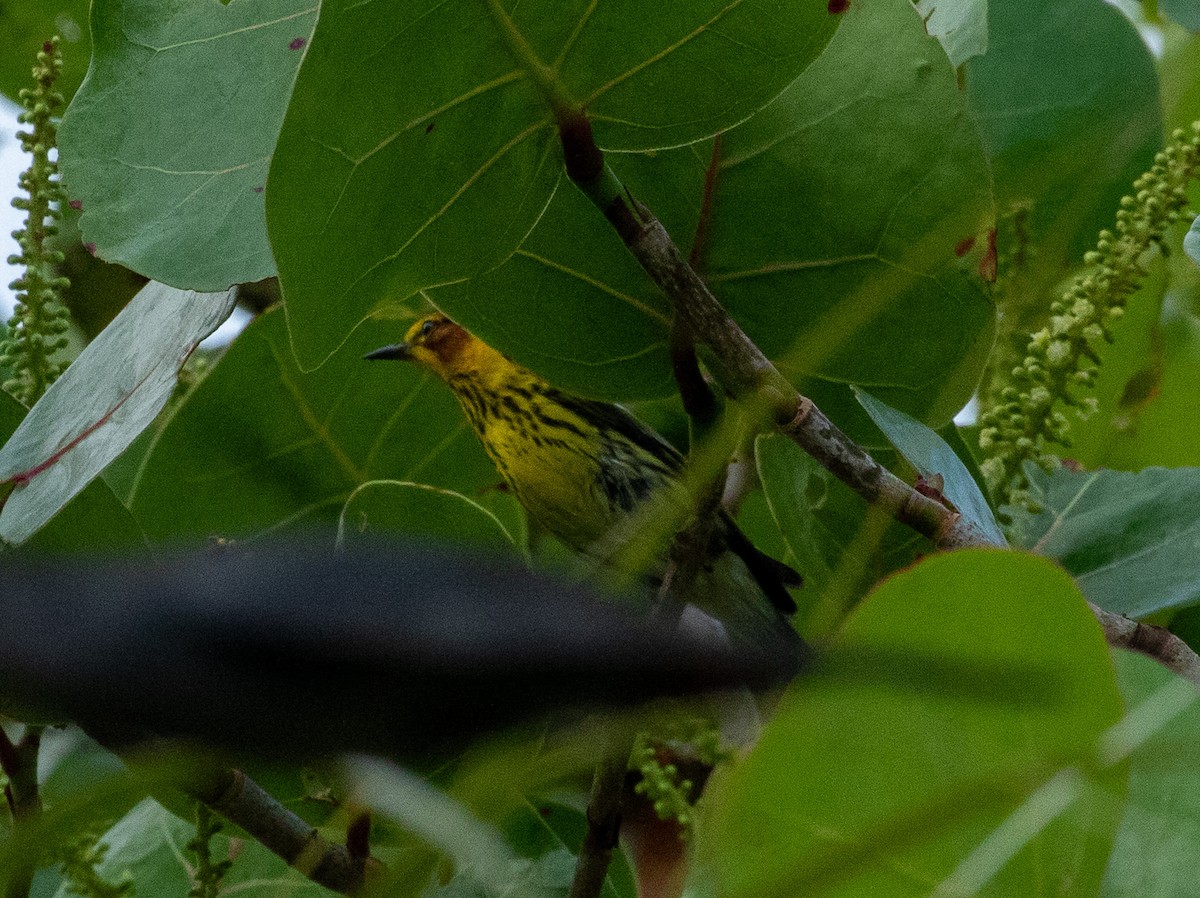 Cape May Warbler - ML617728655