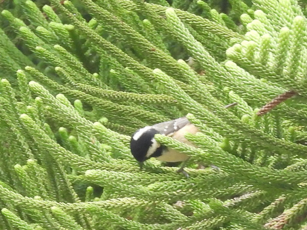 Coal Tit - ML617728669