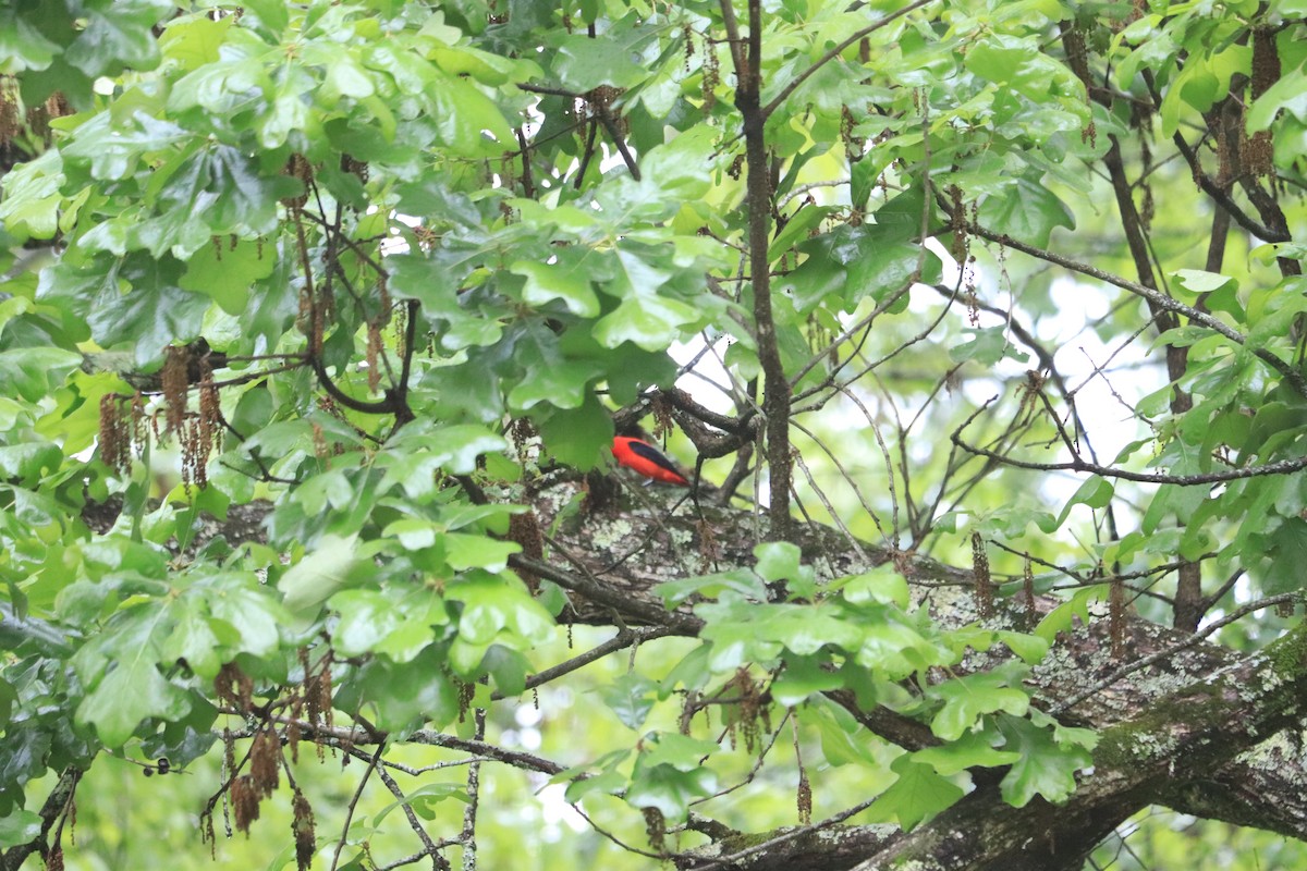 Scarlet Tanager - ML617728693