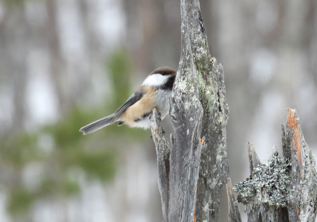 Gray-headed Chickadee - ML617728703