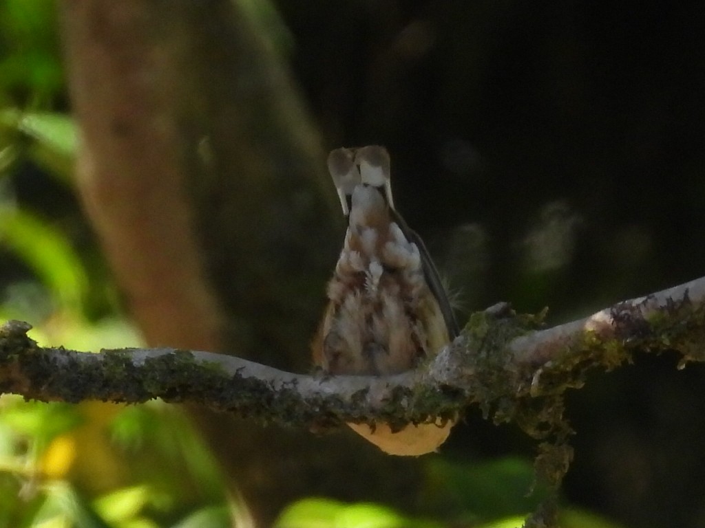 Eurasian Nuthatch - ML617728709