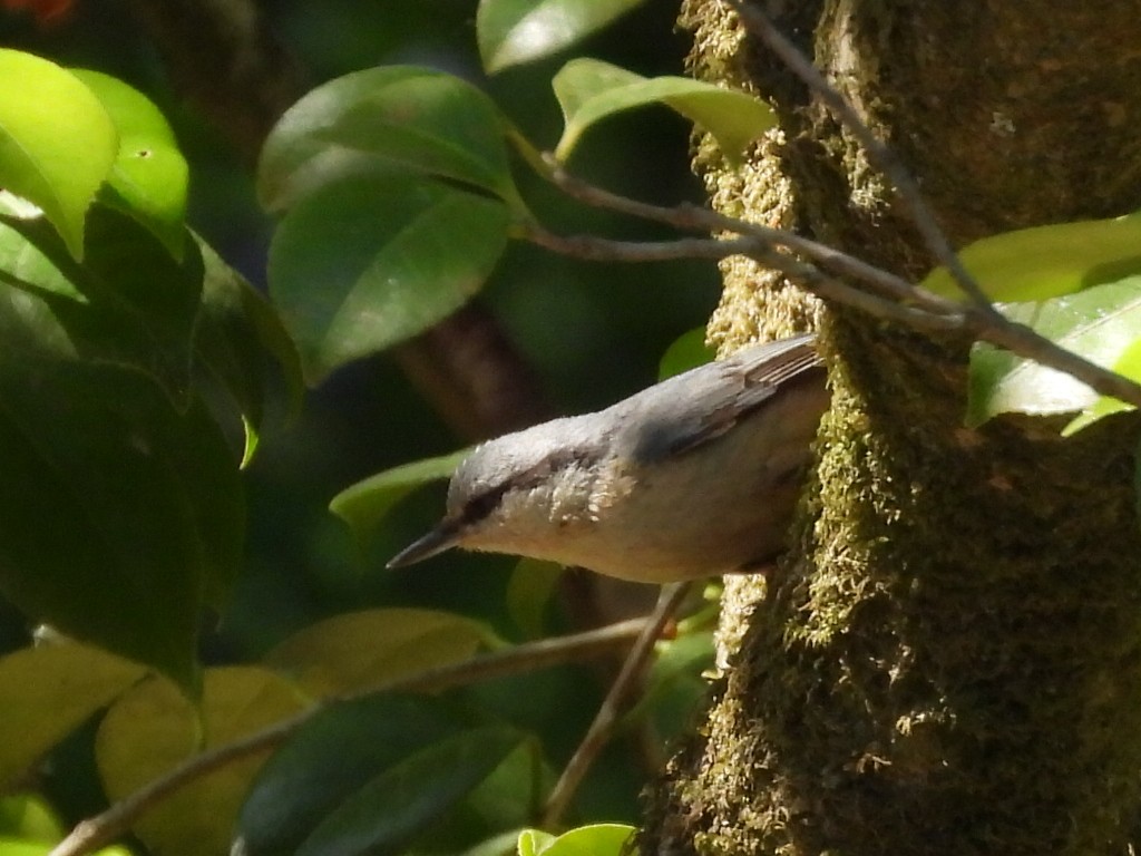 茶腹鳾 - ML617728711