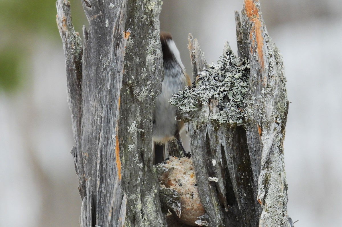 Gray-headed Chickadee - ML617728720