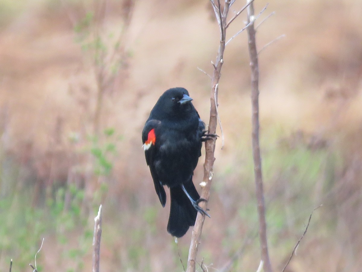 Red-winged Blackbird - Serena Brown