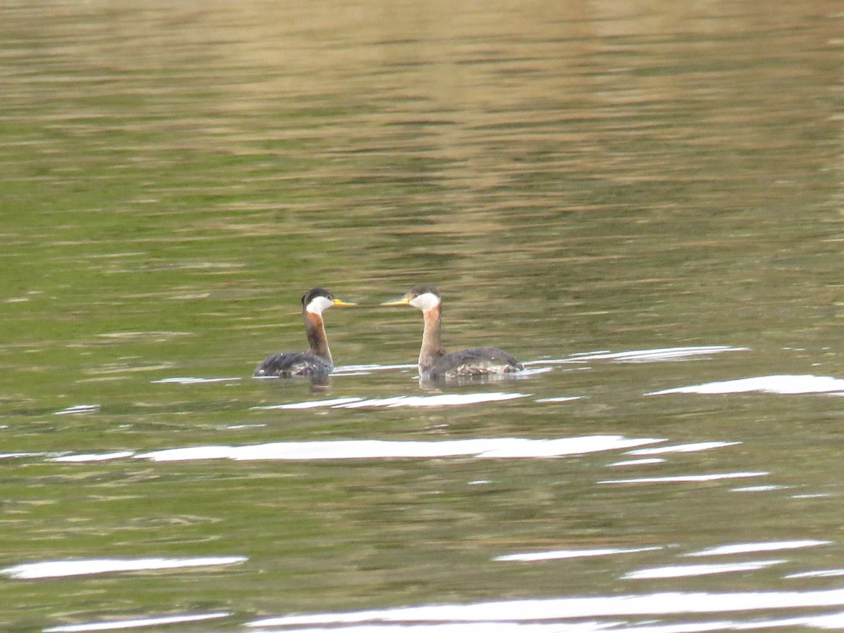 Red-necked Grebe - ML617728759