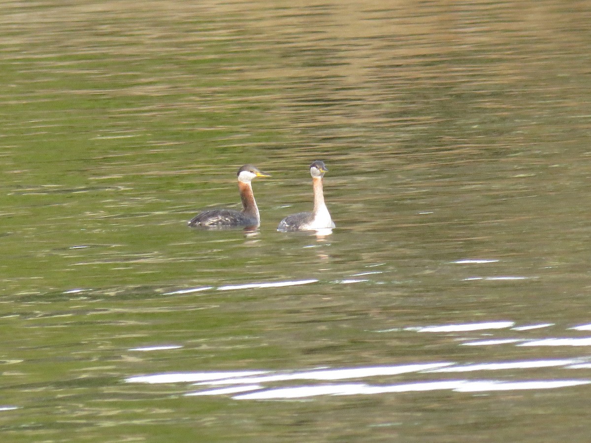 Red-necked Grebe - ML617728761