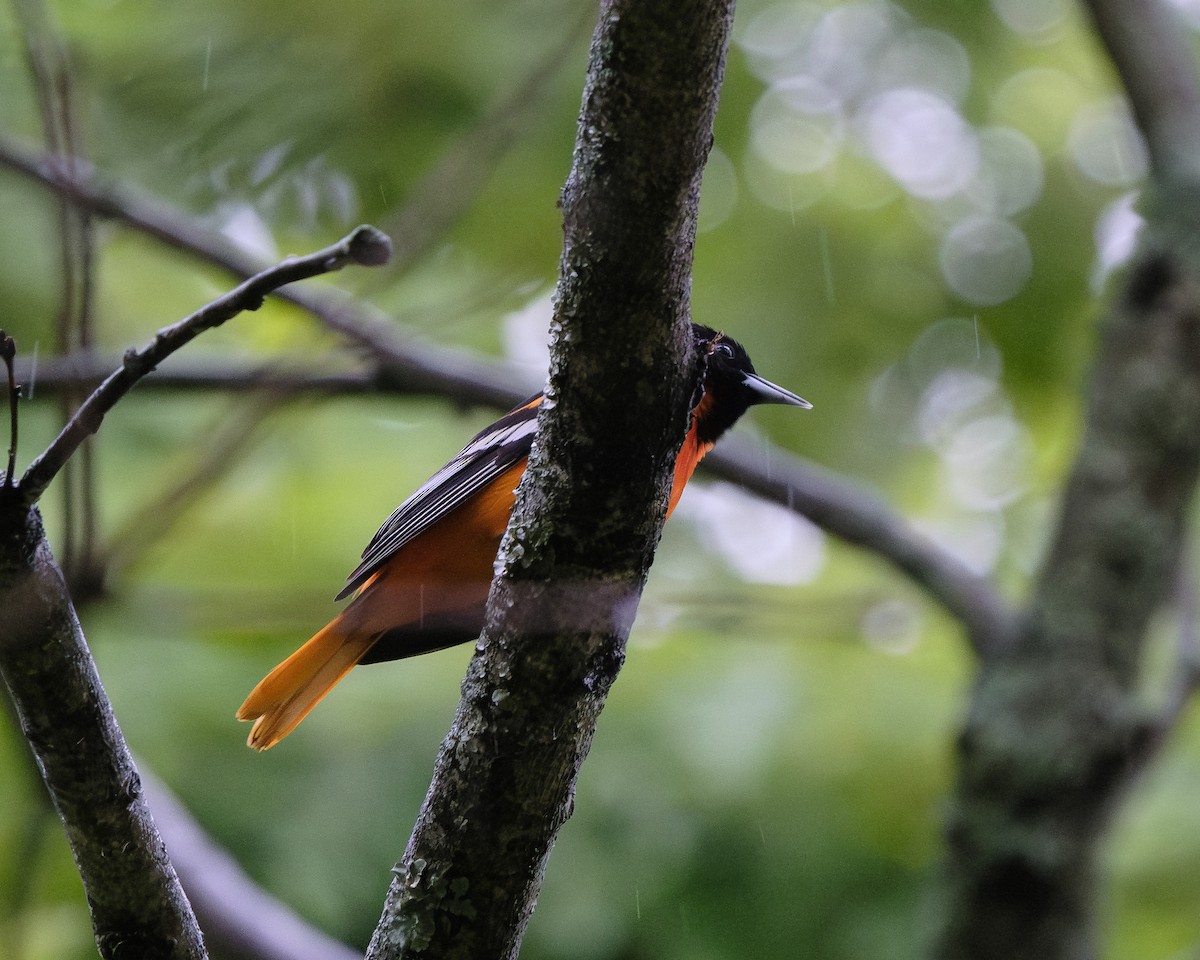 Baltimore Oriole - ML617728765