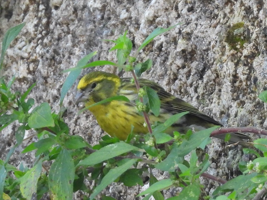 European Serin - ML617728773