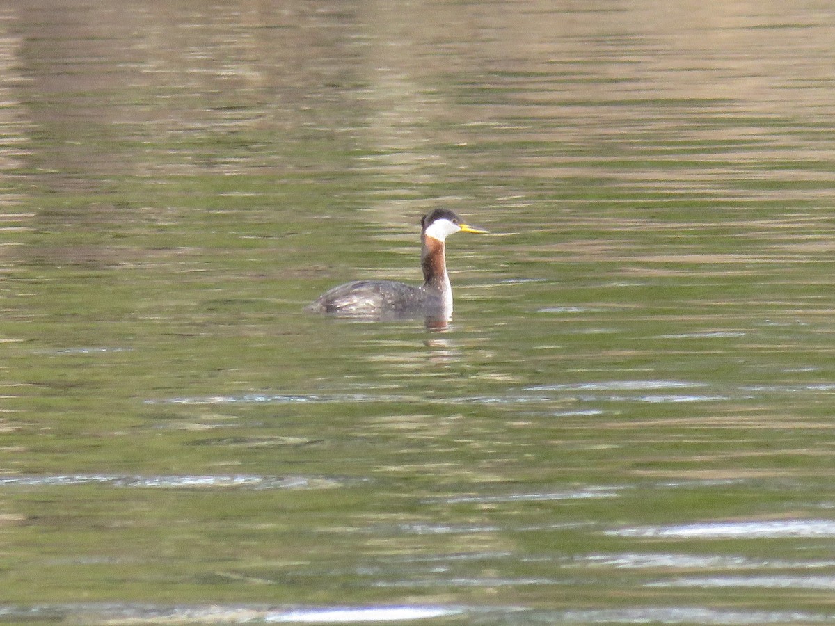 Red-necked Grebe - ML617728799