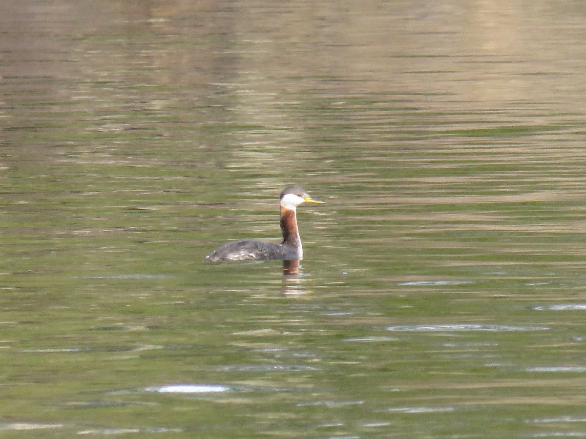 Red-necked Grebe - ML617728800