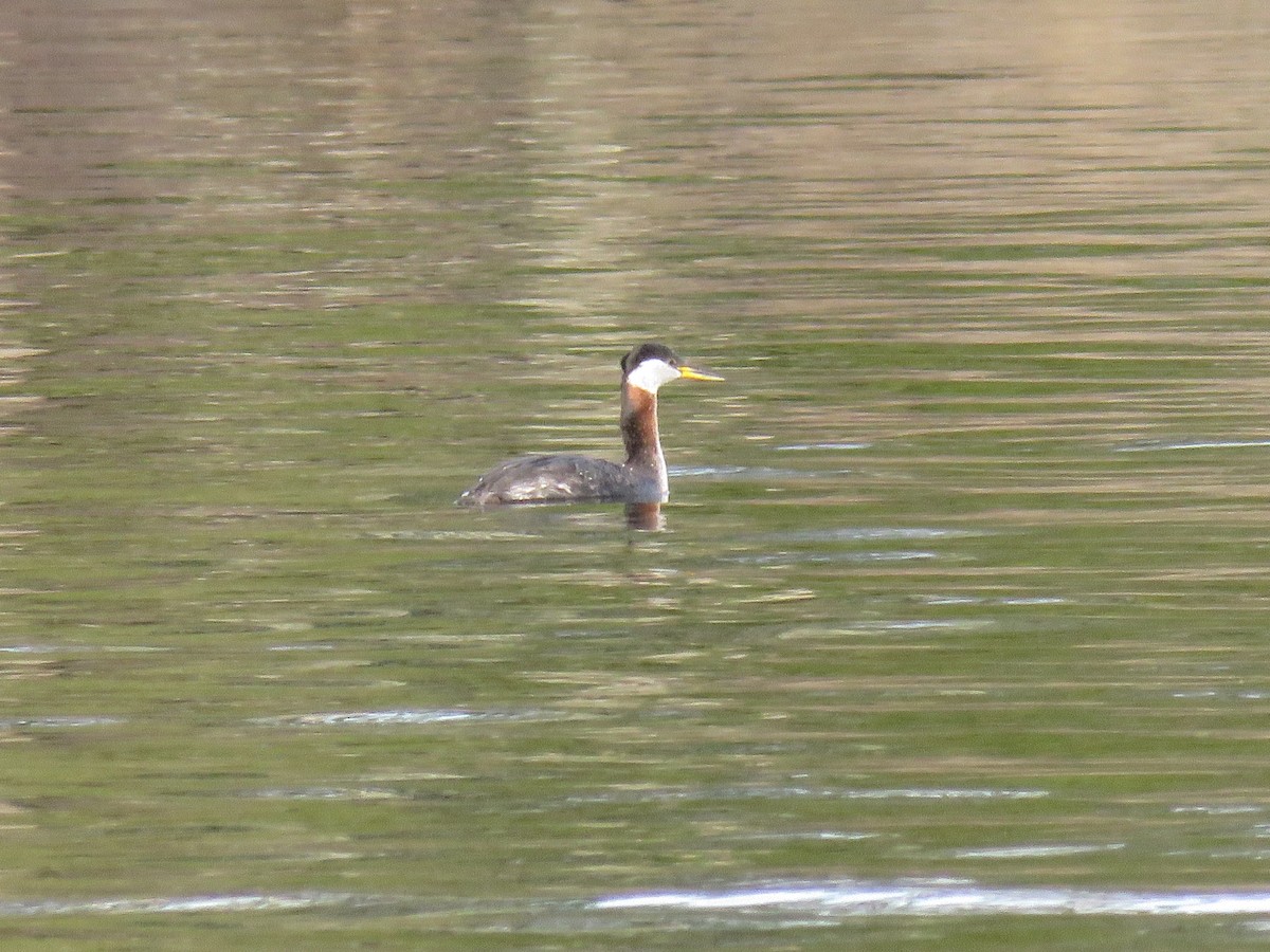Red-necked Grebe - ML617728801