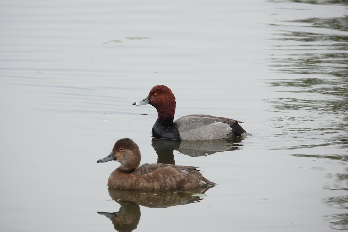 Redhead - Kyle Fuchs