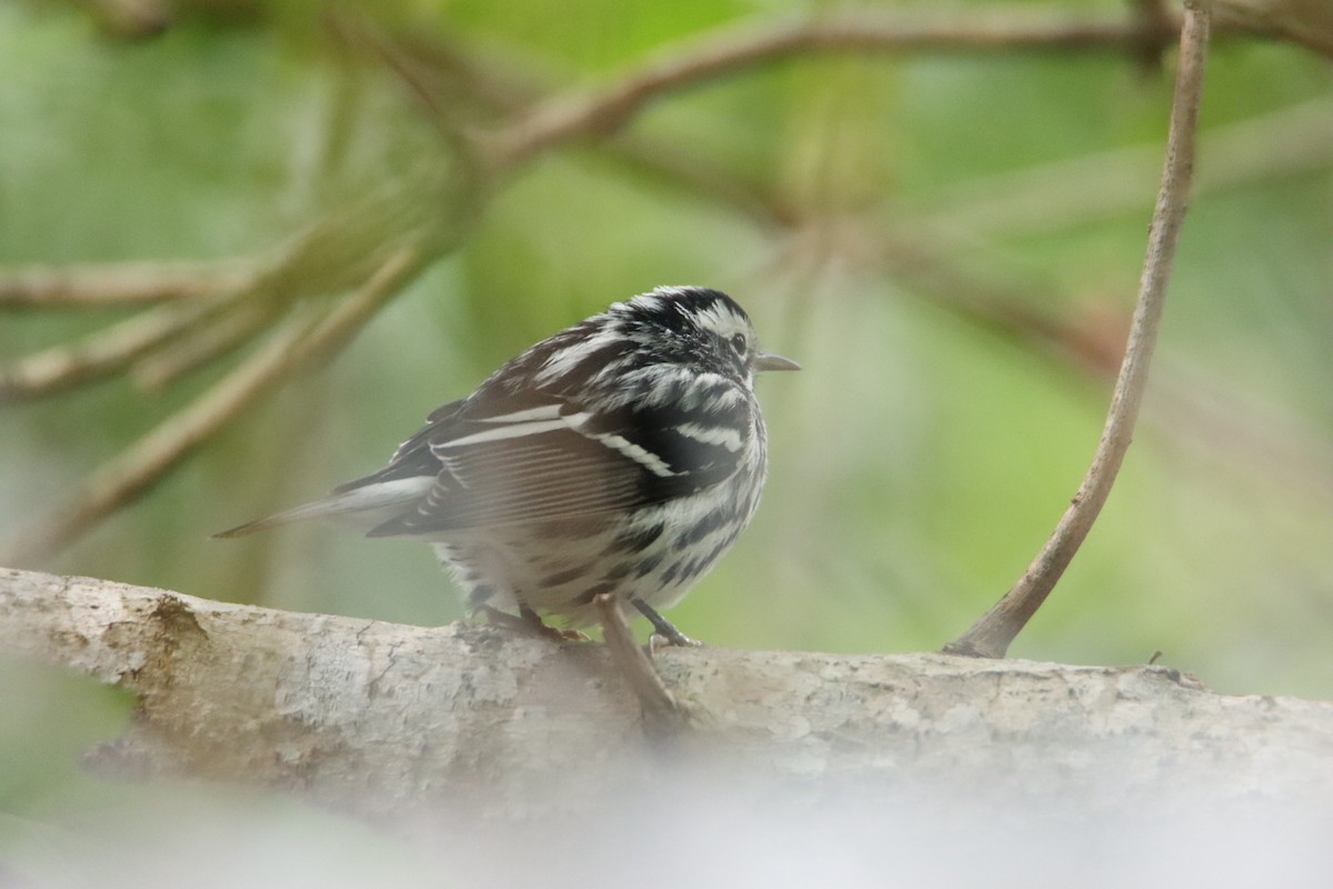 Black-and-white Warbler - ML617728811